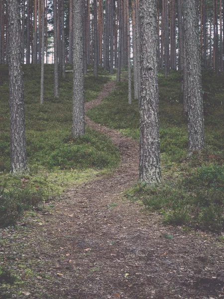 Schilderachtige en mooie toerisme parcours in het bos in de buurt van rivier - re — Stockfoto