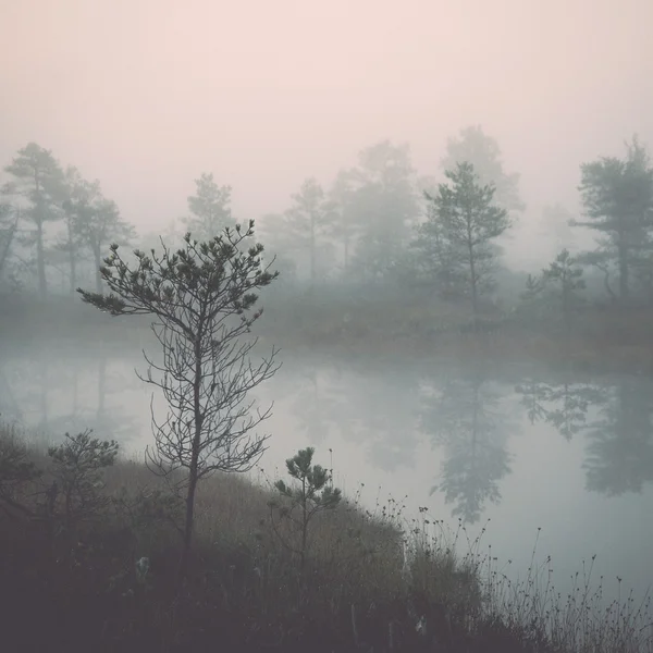 Beautiful tranquil landscape of misty swamp lake - retro, vintag — Stock Photo, Image