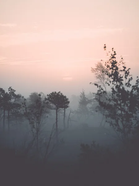 Beautiful tranquil landscape of misty swamp lake - retro, vintag — Stock Photo, Image