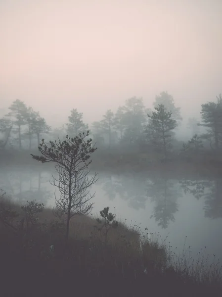 Kaunis rauhallinen maisema usvainen suo järvi - retro, vintag — kuvapankkivalokuva