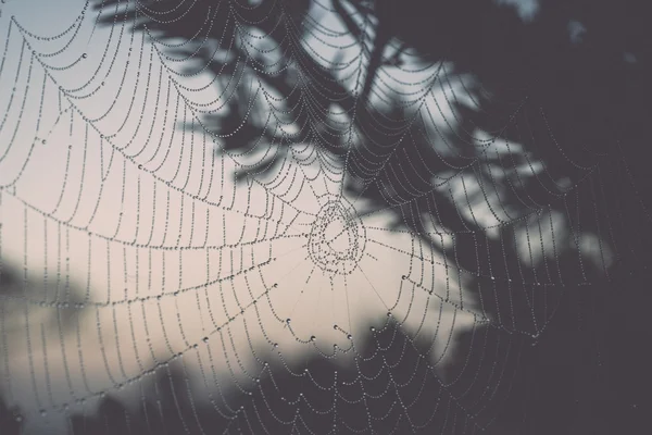 Wunderschönes Spinnennetz mit Tautropfen - retro, vintage — Stockfoto