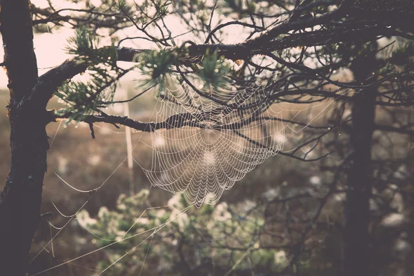 Hermosa tela de araña con gotas de rocío - retro, vintage —  Fotos de Stock