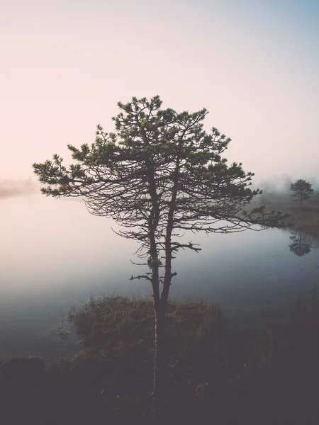Vackra fridfulla landskapet i dimmiga träsk sjö - retro, vintag — Stockfoto