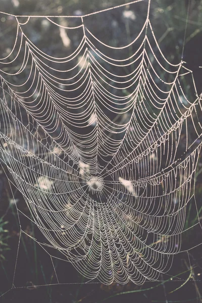 Mooie spiderweb met dauw druppels - retro, vintage — Stockfoto