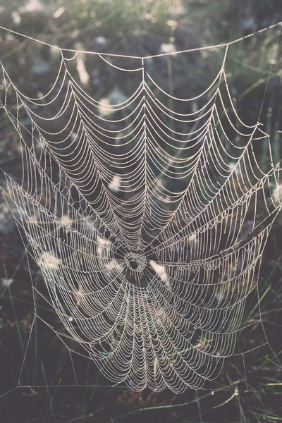 Mooie spiderweb met dauw druppels - retro, vintage — Stockfoto