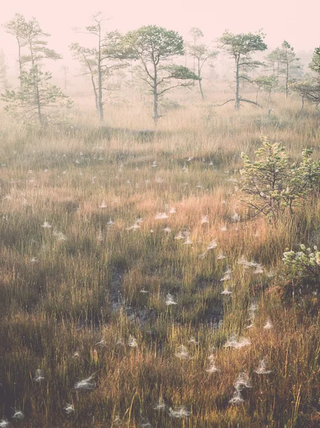 Prachtige rustige landschap van mistige moeras lake - retro, vintag — Stockfoto