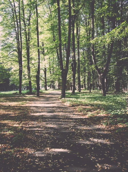 Lesní cesta s sluneční paprsky - retro, vintage — Stock fotografie