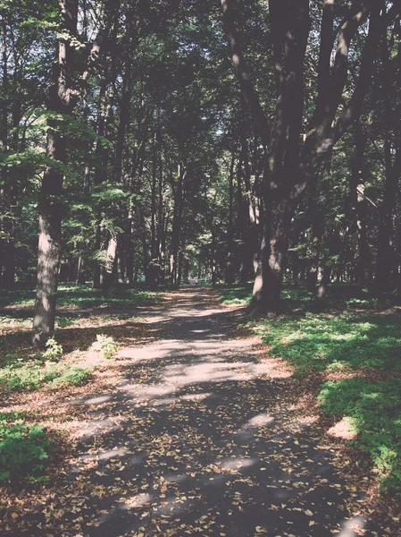 Carretera forestal con rayos de sol - retro, vintage —  Fotos de Stock