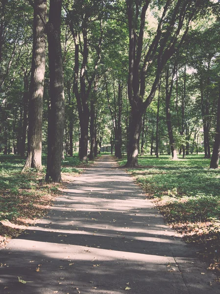 Carretera forestal con rayos de sol - retro, vintage — Foto de Stock