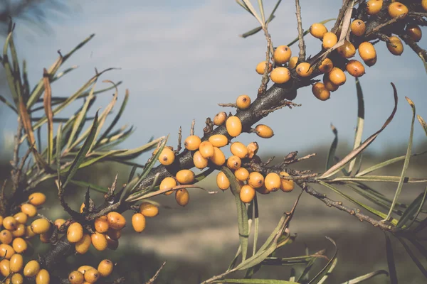 Frutti di bosco in autunno in campagna - retrò, vintage — Foto Stock