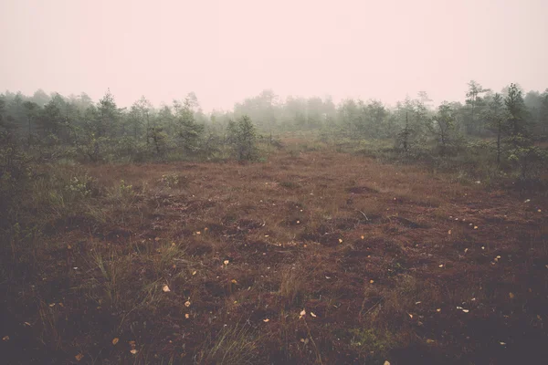 Paysage de tourbière avec des arbres dans les marais - rétro, vintage — Photo