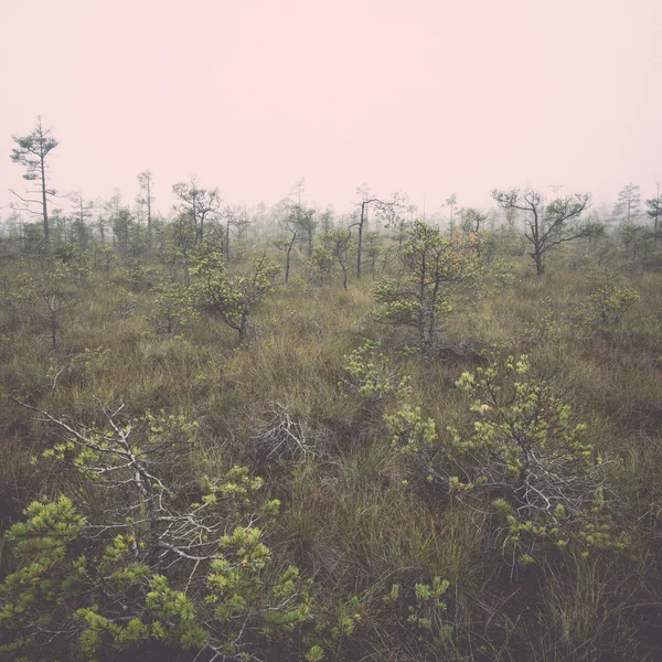 Bog landscape with trees in swamp - retro, vintage — Stock Photo, Image