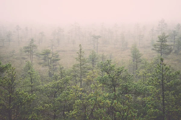 Болотний пейзаж з деревами в болоті ретро, вінтажний — стокове фото