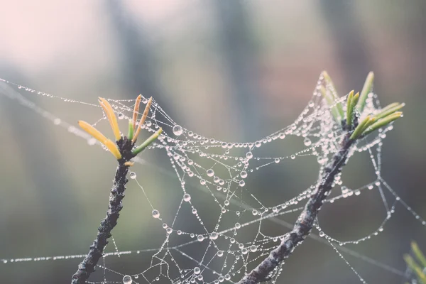 De spider web (spinnenweb) Close-up achtergrond. -retro, vintage — Stockfoto