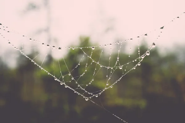 De spider web (spinnenweb) Close-up achtergrond. -retro, vintage — Stockfoto