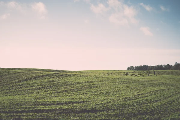 Beautiful freshly cultivated green crop field - retro, vintage — Stock Photo, Image