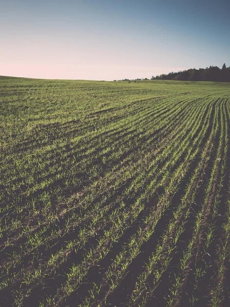 Belo campo de cultivo verde recém-cultivado - retro, vintage — Fotografia de Stock