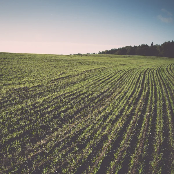 Hermoso campo de cultivo verde recién cultivado - retro, vendimia — Foto de Stock