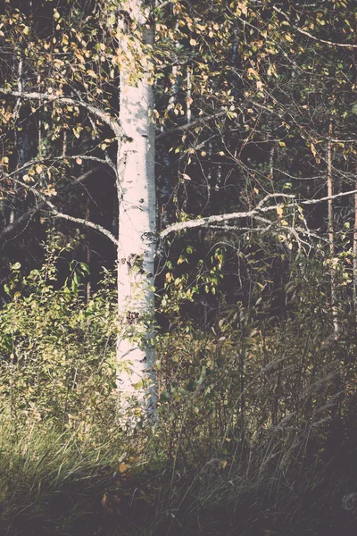 Landschap met bomen in moeras - moeras retro, vintage — Stockfoto