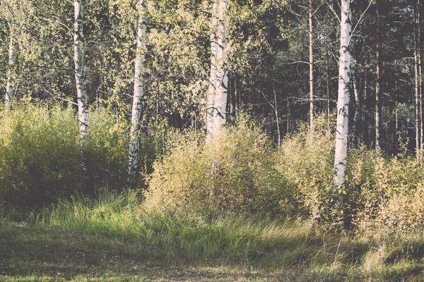 Paysage de tourbière avec des arbres dans les marais - rétro, vintage — Photo