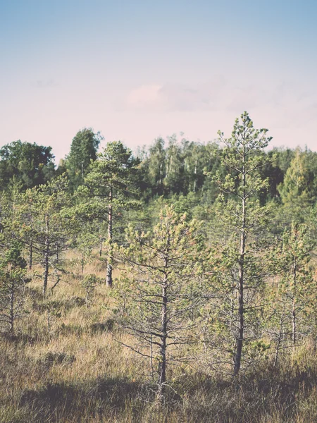 Mosse landskap med träd i träsket - retro, vintage — Stockfoto