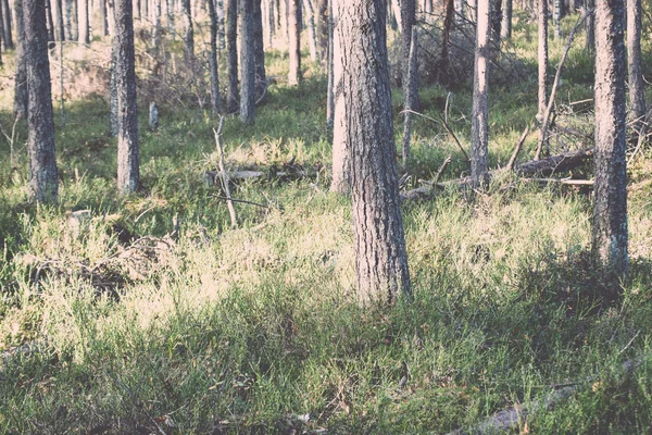 Pantano paisaje con árboles en el pantano - retro, vendimia — Foto de Stock