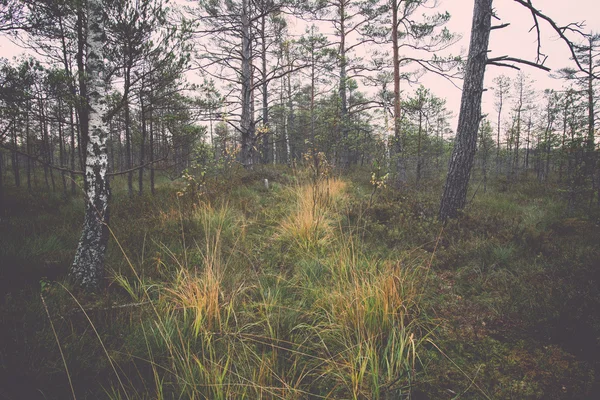 Ранковий туман над лісом і болотом - ретро, вінтажний — стокове фото