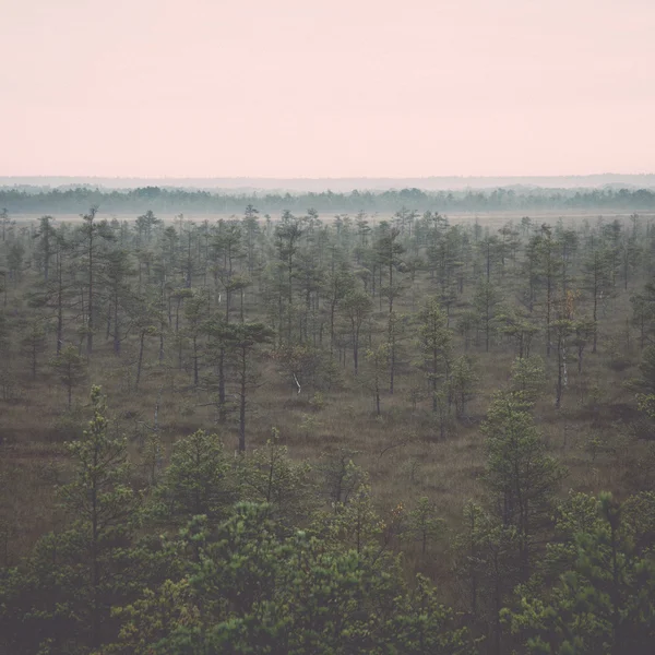 Mattina nebbia sulla foresta e palude retrò, vintage — Foto Stock