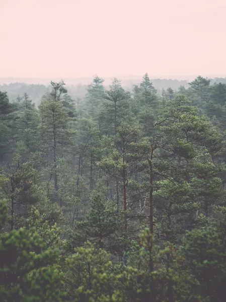 Ранковий туман над лісом і болотом - ретро, вінтажний — стокове фото