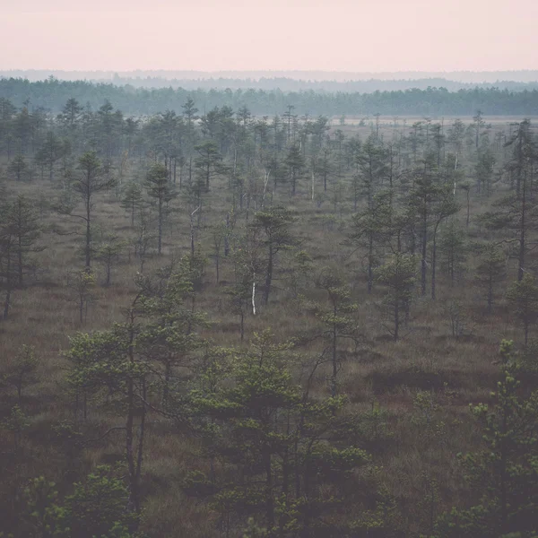 Morgondimma över skogen och marsh - retro, vintage — Stockfoto