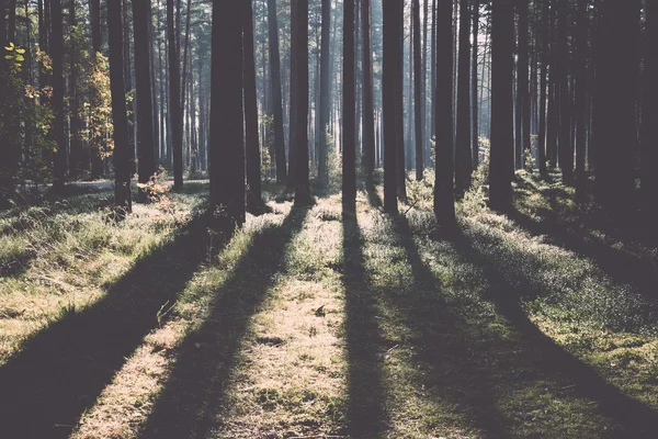 Feixes de sol da manhã na floresta de outono - retro, vintage — Fotografia de Stock