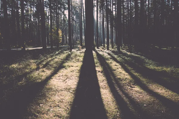 Ranne słońce belki w lesie jesienią - retro, vintage — Zdjęcie stockowe
