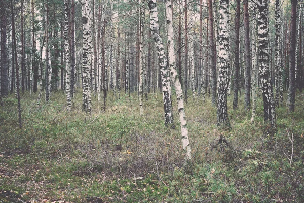 Morning fog over the forest and marsh - retro, vintage — Stock Photo, Image