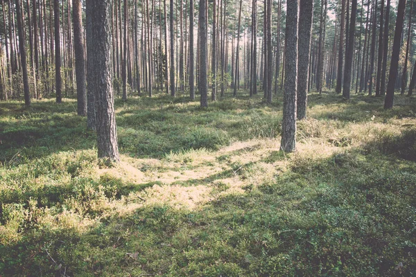 아침 태양 광선에을 숲-레트로, 빈티지 — 스톡 사진