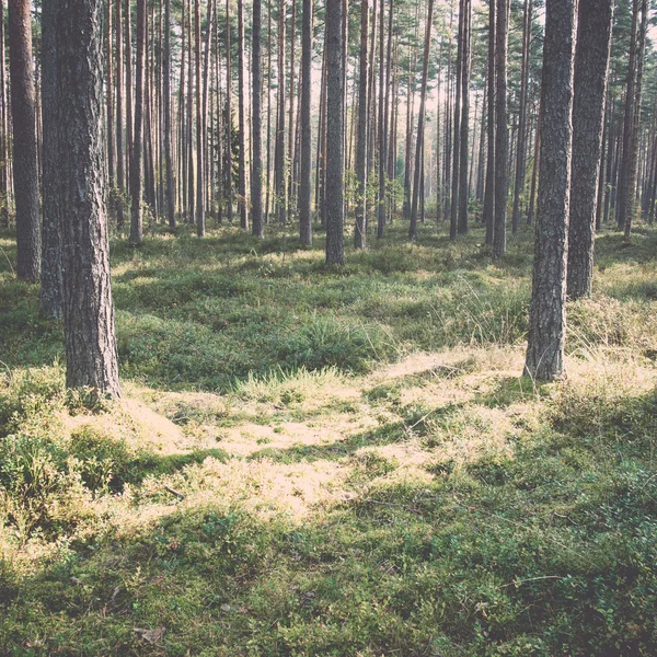 Rayos de sol de la mañana en el bosque otoñal - retro, vintage — Foto de Stock