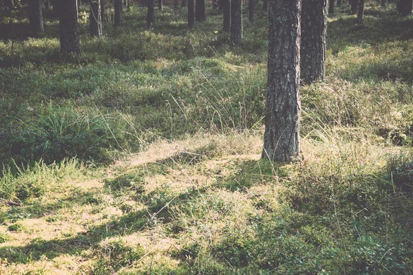 Morgonsolen balkar i höst skogen - retro, vintage — Stockfoto