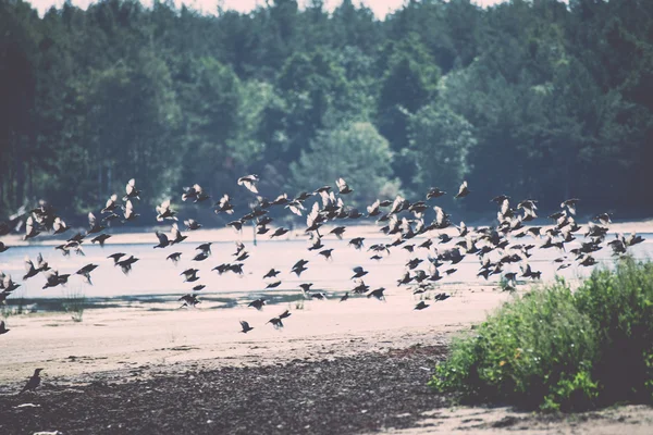 Pássaros na praia voando - retro, vintage — Fotografia de Stock