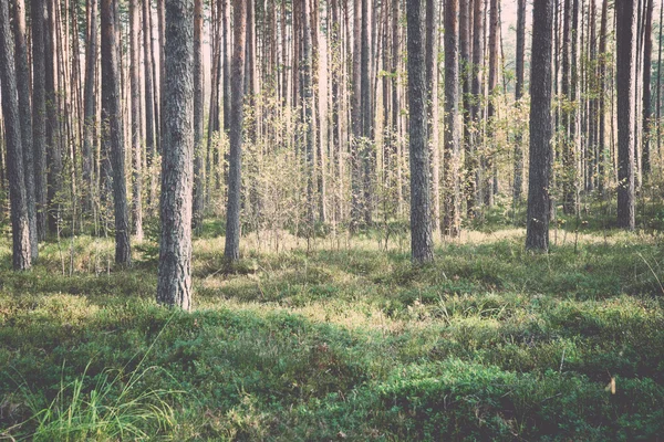 Утренние солнечные лучи в осеннем лесу - ретро, винтаж — стоковое фото