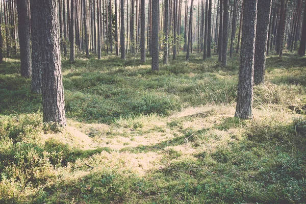 Ranní slunce paprsky v podzimním lese - retro a vintage — Stock fotografie