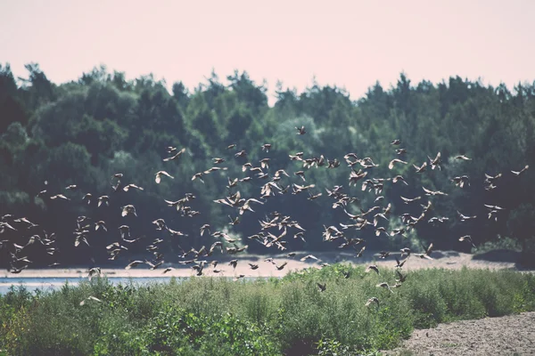 Fåglar på den strand flygande - retro, vintage — Stockfoto