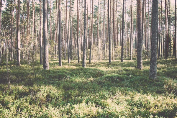 Ochtendzon balken in de herfst bos - retro, vintage — Stockfoto