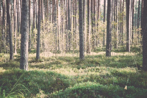 Ochtendzon balken in de herfst bos - retro, vintage — Stockfoto