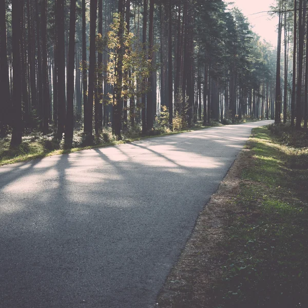 早晨的阳光在秋天的路上-复古复古 — 图库照片