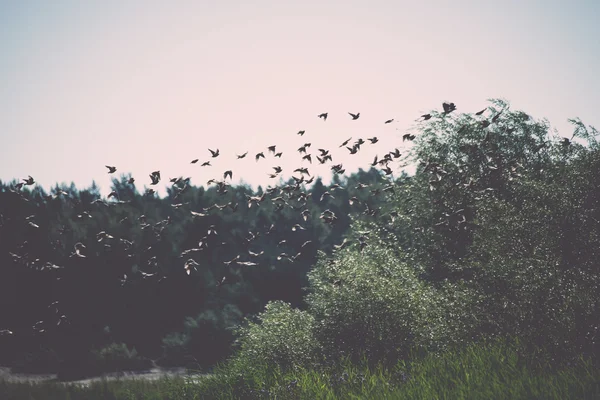 Vogels op het strand vliegen - retro, vintage — Stockfoto