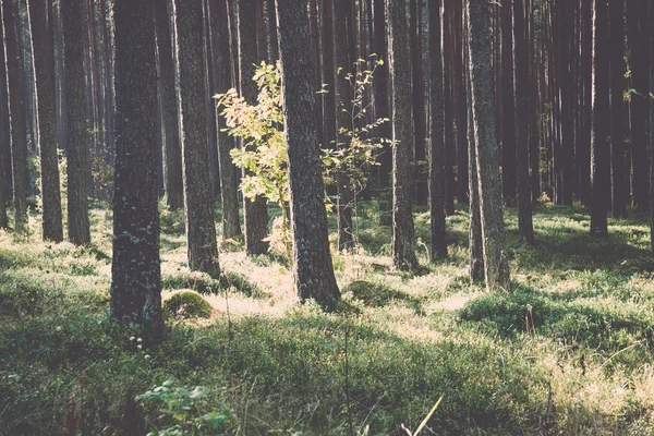 Ochtendzon balken in de herfst bos - retro, vintage — Stockfoto