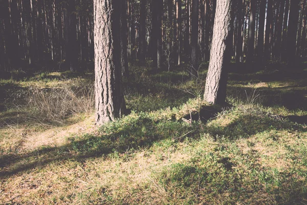 Travi solari mattutine nella foresta autunnale retrò, vintage — Foto Stock