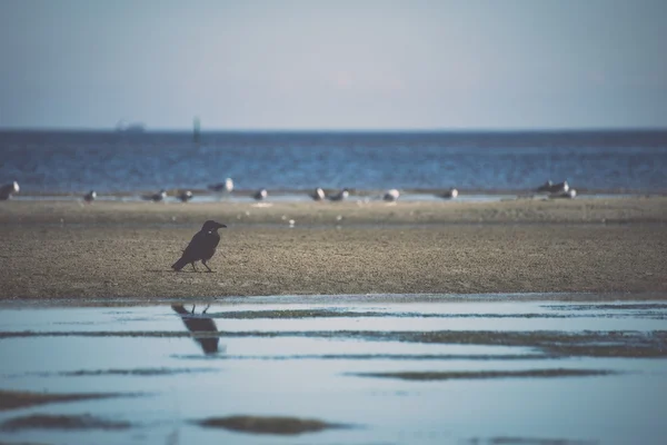 Crow sitting on the beach - retro, vintage — Stock Photo, Image