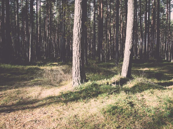 Ochtendzon balken in de herfst bos - retro, vintage — Stockfoto