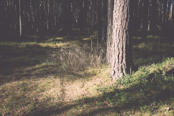 Reggeli nap gerendák az őszi erdőben - retro, vintage — Stock Fotó
