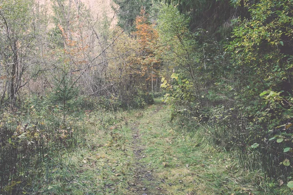 Sonbahar renkli Turizm trail ormanda - retro, vintage — Stok fotoğraf